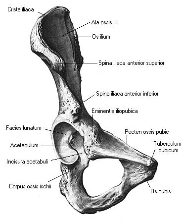 Где Находится Подвздошная Кость У Человека Фото