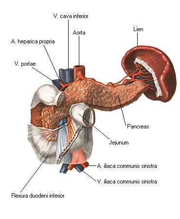 Поджелудка Где Находится Фото