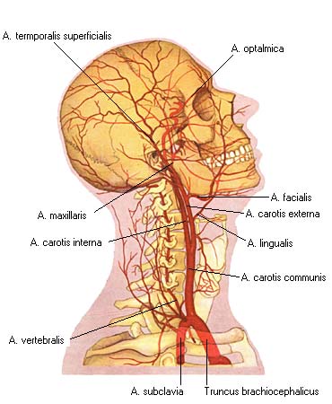 Где У Человека Сонная Артерия Фото