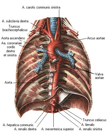 Где Находится Аорта У Человека Фото