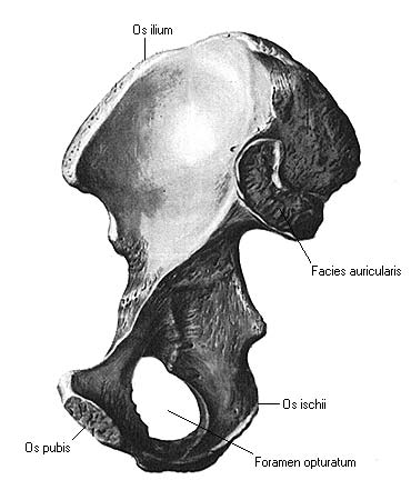 Где Находится Подвздошная Кость У Человека Фото
