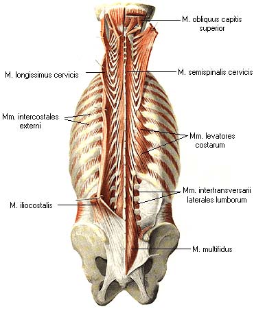 Musculi interspinales