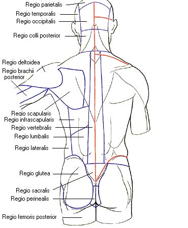 иллюстрация к разделу: Области спины