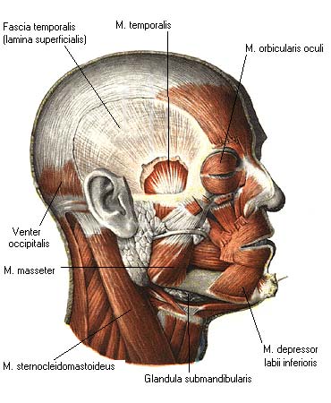 иллюстрация к разделу: Жевательные мышцы