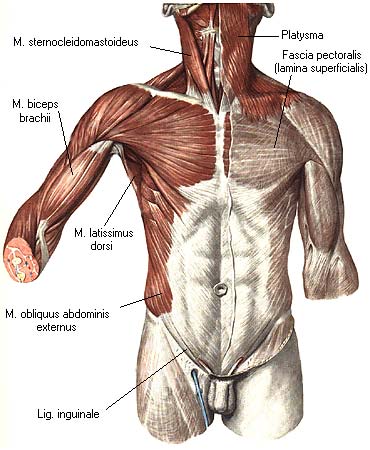 иллюстрация к разделу: Мышцы передней стенки живота