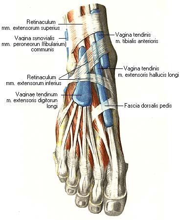 Vagina Tendinum Musculorum