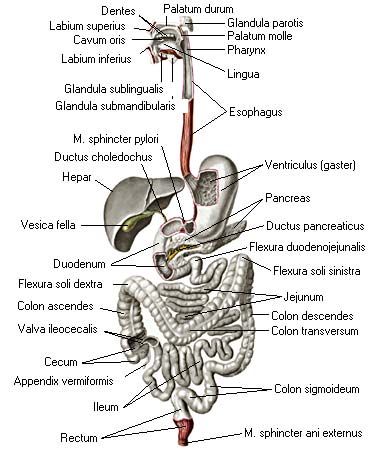 иллюстрация к разделу: Пищеварительный аппарат