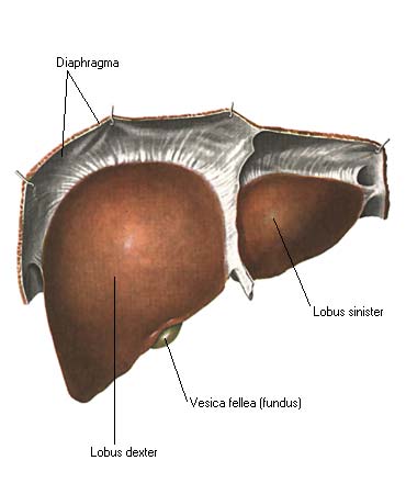 иллюстрация к разделу: Печень