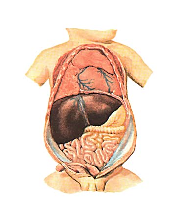 Печень у ребенка 2 года. Печень новорожденного ребенка. Расположение органов у младенца. Расположение внутренних органов у грудничка.