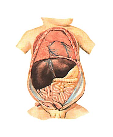 Печень у ребенка 2 года
