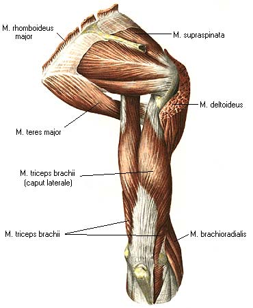 M infraspinatus
