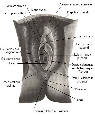 Vestibuli Et Vaginae