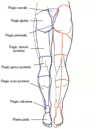 Regio Scorts