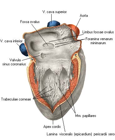 Cordis латынь. Отверстие венечного синуса. Левое венозное отверстие.