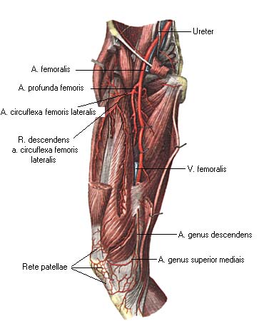 иллюстрация к разделу: Подколенная артерия