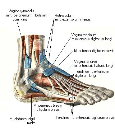 Vagina Tendinum Musculorum