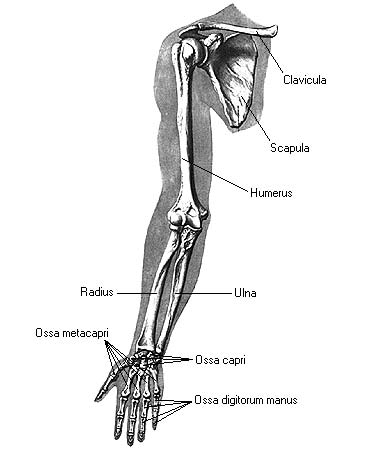 иллюстрация к разделу: Плечевая кость